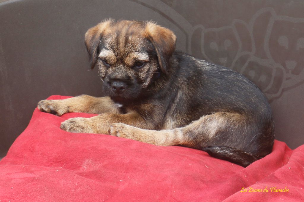 Jolly Olli Story - Chiot disponible  - Border Terrier