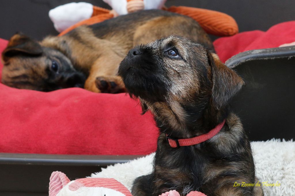 Jolly Olli Story - Chiot disponible  - Border Terrier