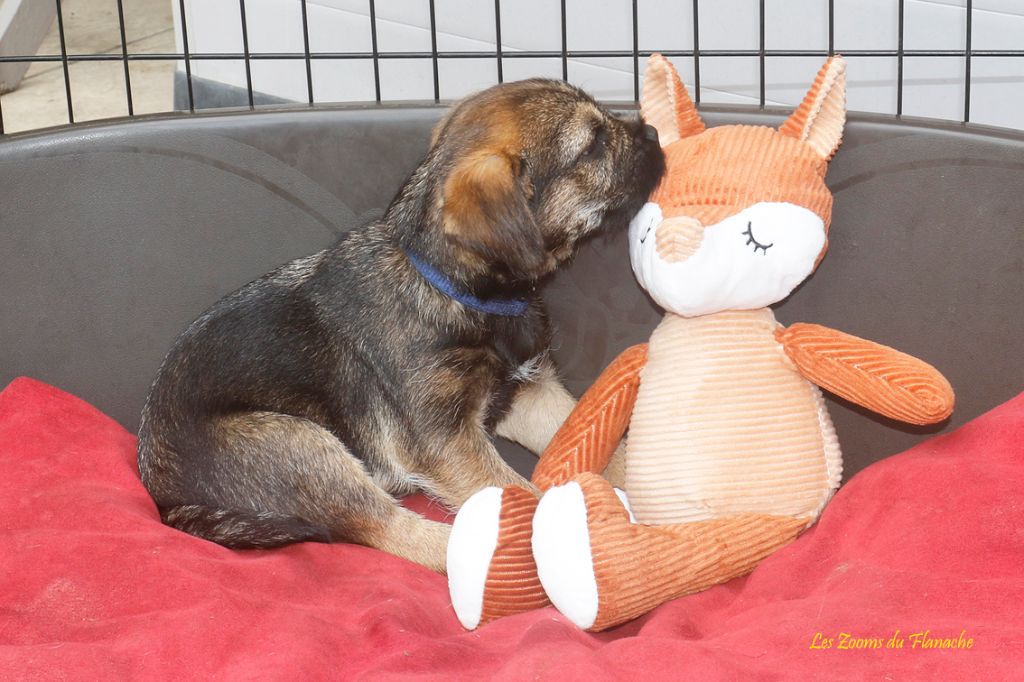 Jolly Olli Story - Chiot disponible  - Border Terrier