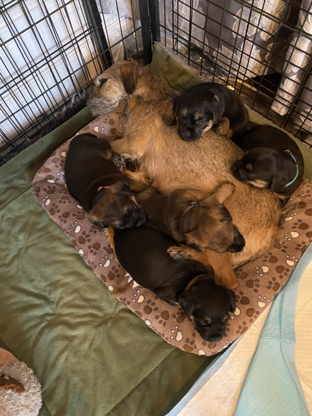 Chiot Border Terrier Jolly Olli Story